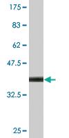 Anti-FAAH Mouse Monoclonal Antibody [clone: 2C3]