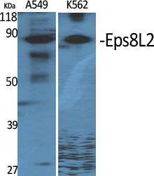 Western blot analysis of various cells using Anti-ES8L2 Antibody