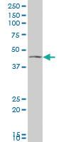 Anti-VAT1 Mouse Polyclonal Antibody