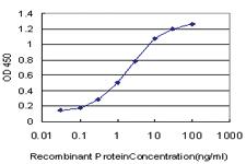 Anti-TFAP4 Mouse Monoclonal Antibody [clone: 6B1]