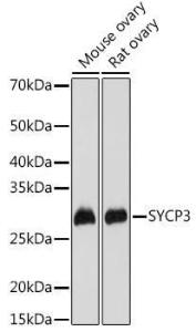 Anti-SCP3 Antibody (A10729)