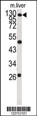 Anti-ARC Rabbit Polyclonal Antibody