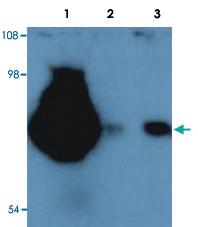 Anti-CD44 Mouse Monoclonal Antibody (FITC (Fluorescein isothiocyanate)) [clone: MEM-263]