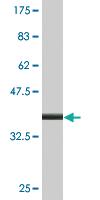 Anti-FAAH Mouse Monoclonal Antibody [clone: 4F1]