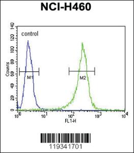 Anti-GNS Rabbit Polyclonal Antibody