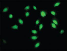 Anti-SF3A2 Mouse Monoclonal Antibody [clone: 3B6]