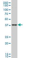 Anti-TFAP4 Mouse Monoclonal Antibody [clone: 7C5]