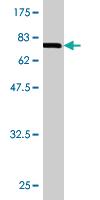 Anti-LIPG Mouse Monoclonal Antibody [clone: 4A9]