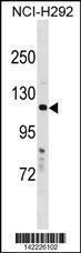 Anti-HPS5 Rabbit Polyclonal Antibody