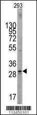 Anti-SCF (KITLG) Rabbit Polyclonal Antibody