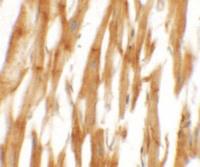 Anti-NCLN Rabbit Polyclonal Antibody