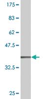 Anti-FAAH Mouse Monoclonal Antibody [clone: 5F9]