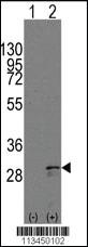 Anti-SCF (KITLG) Rabbit Polyclonal Antibody