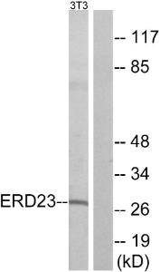 Anti-ERD23 antibody