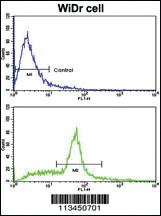 Anti-HMMR Rabbit Polyclonal Antibody