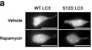 Anti-LC3C Rabbit Polyclonal Antibody (FITC (Fluorescein Isothiocyanate))