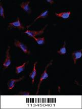 Anti-SCF (KITLG) Rabbit Polyclonal Antibody