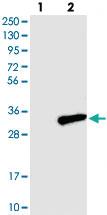 Anti-C7orf29 Rabbit Polyclonal Antibody