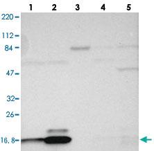 Anti-RPL27 Rabbit Polyclonal Antibody