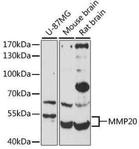 Antibody anti-MMP20 100 µl