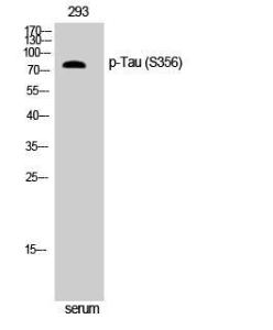 Western blot analysis of NIH 3T3 cells using Anti-Tau (phospho Ser356) Antibody