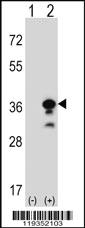 Anti-GZMB Rabbit Polyclonal Antibody