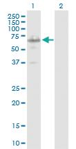 Anti-IRX3 Rabbit Polyclonal Antibody