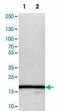 Anti-RPL27 Rabbit Polyclonal Antibody