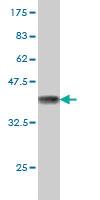 Anti-FAAH Mouse Monoclonal Antibody [clone: 4H8]