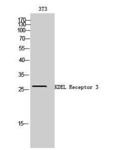 Anti-ERD23 antibody