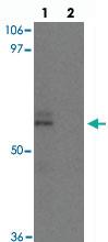 Anti-NCLN Rabbit Polyclonal Antibody