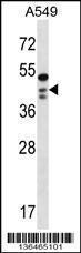 Anti-OBFC1 Rabbit Polyclonal Antibody (APC (Allophycocyanin))