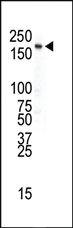 Anti-URM1 Mouse Monoclonal Antibody