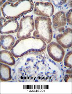 Anti-COX6B1 Rabbit Polyclonal Antibody (HRP (Horseradish Peroxidase))