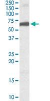 Anti-FOXA2 Goat Polyclonal Antibody