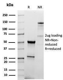 Antibody A278662-100 100 µg