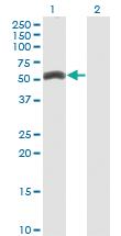 Anti-ZNF239 Mouse Monoclonal Antibody [clone: 2D9]