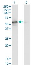 Anti-STK25 Mouse Monoclonal Antibody [clone: 4B10]