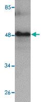 Anti-RHBDD3 Rabbit Polyclonal Antibody