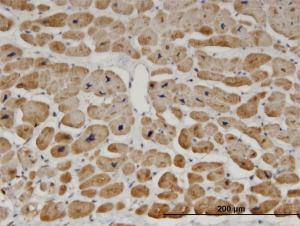 Anti-ZNF239 Mouse Monoclonal Antibody [clone: 2D9]