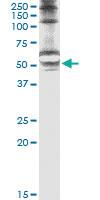 Anti-STK25 Mouse Monoclonal Antibody [clone: 4B10]