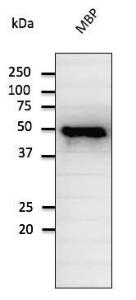 Recombinant MBP protein detected with Anti-Maltose Binding Protein Antibody at a 1:2,000 dilution Rabbit anti-goat IgG Antibody (HRP) was used at a 1:10,000 dilution