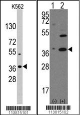 Anti-NANOG Rabbit Polyclonal Antibody