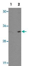 Anti-INCA1 Rabbit Polyclonal Antibody