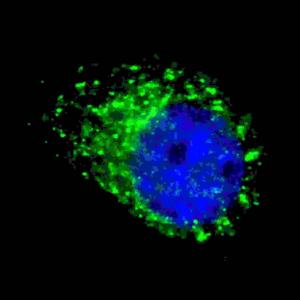 Anti-MAPG8a/b Rabbit Polyclonal Antibody (FITC (Fluorescein Isothiocyanate))