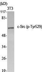 Western blot analysis of various cells using Anti-Src (phospho Tyr529) Antibody