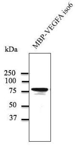 Anti-VEGFA Goat Polyclonal Antibody