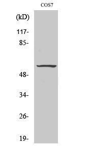 Western blot analysis of COS7 cells using Anti-Src (phospho Tyr529) Antibody