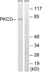 Antibody anti-PKCD 100 µg