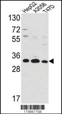 Anti-ANXA5 Rabbit Polyclonal Antibody